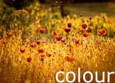 Colour photography gallery